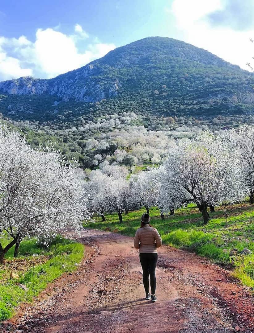 Almond Blossom Festival