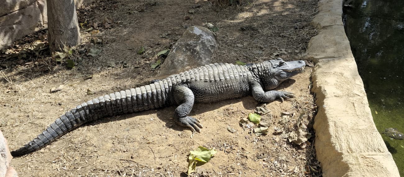 Attica Zoological Park