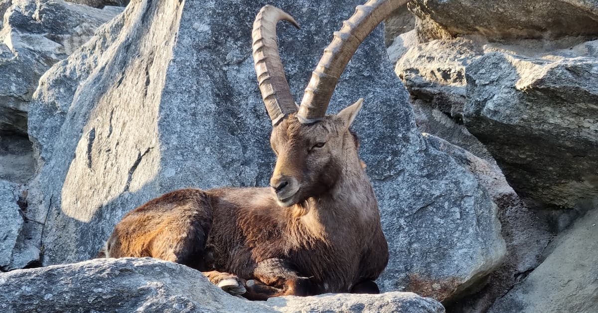 Alpine Zoo, Innsbruck
