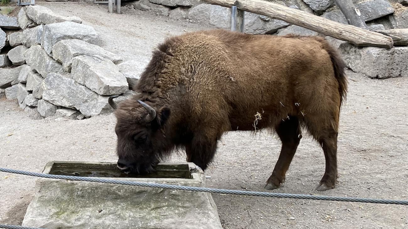 Alpine Zoo, Innsbruck