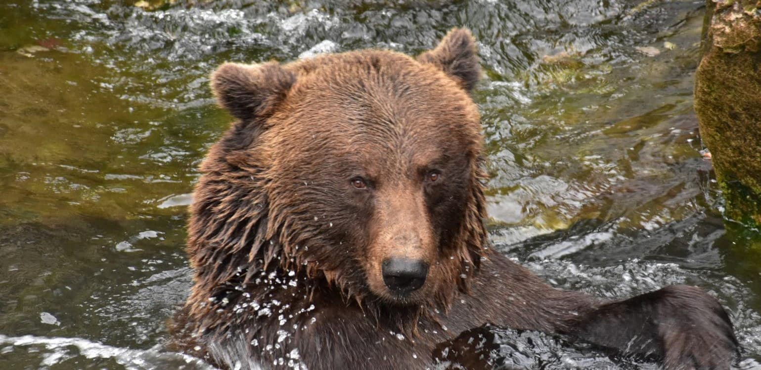 Alpine Zoo, Innsbruck