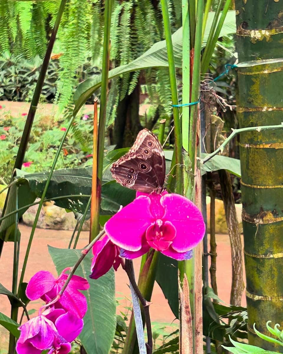 Benalmadena: Mariposario