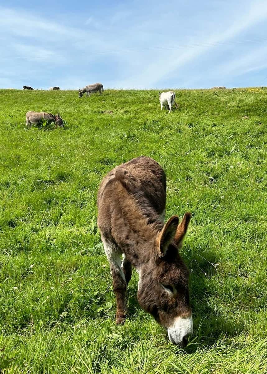 Donkey Sanctuary, Exeter