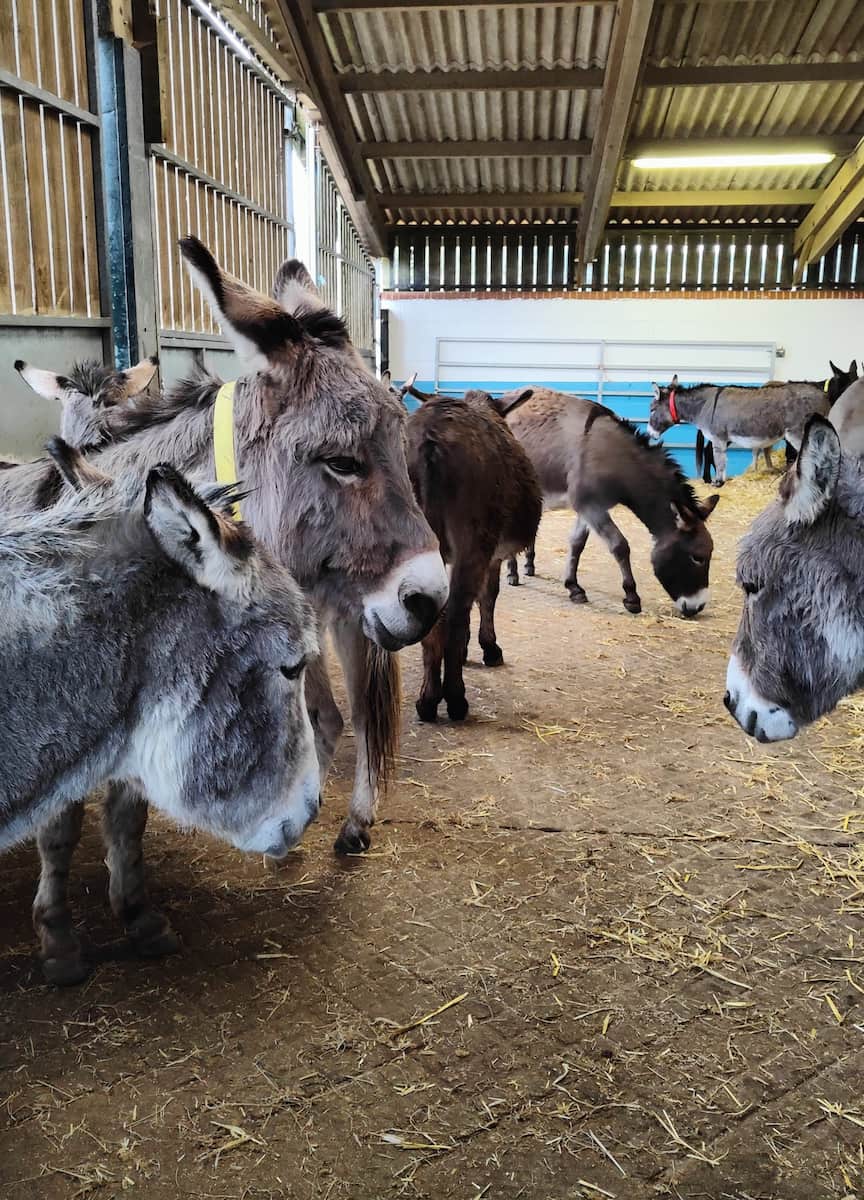 Donkey Sanctuary, Exeter
