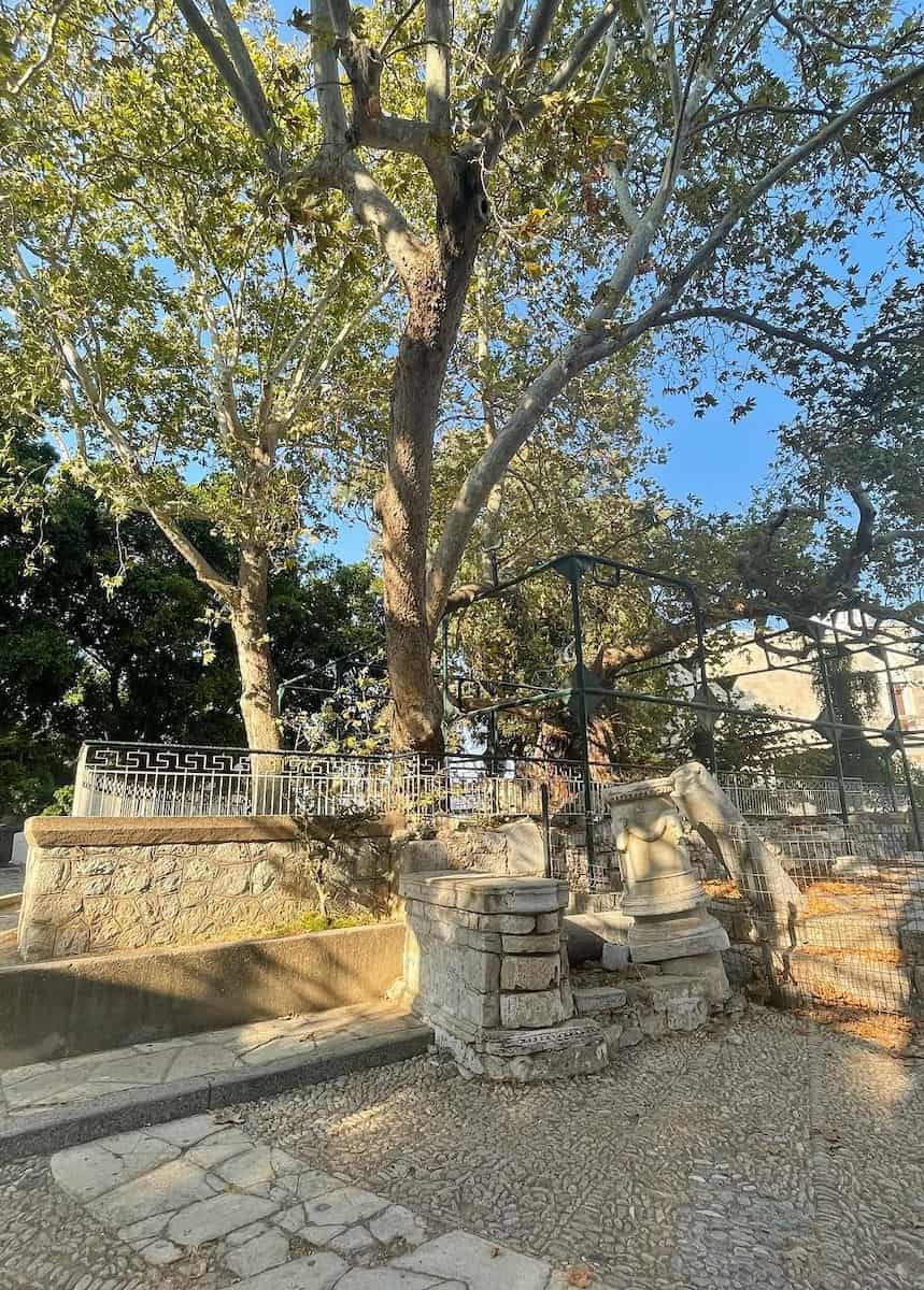 Hippocrates Plane Tree Kos