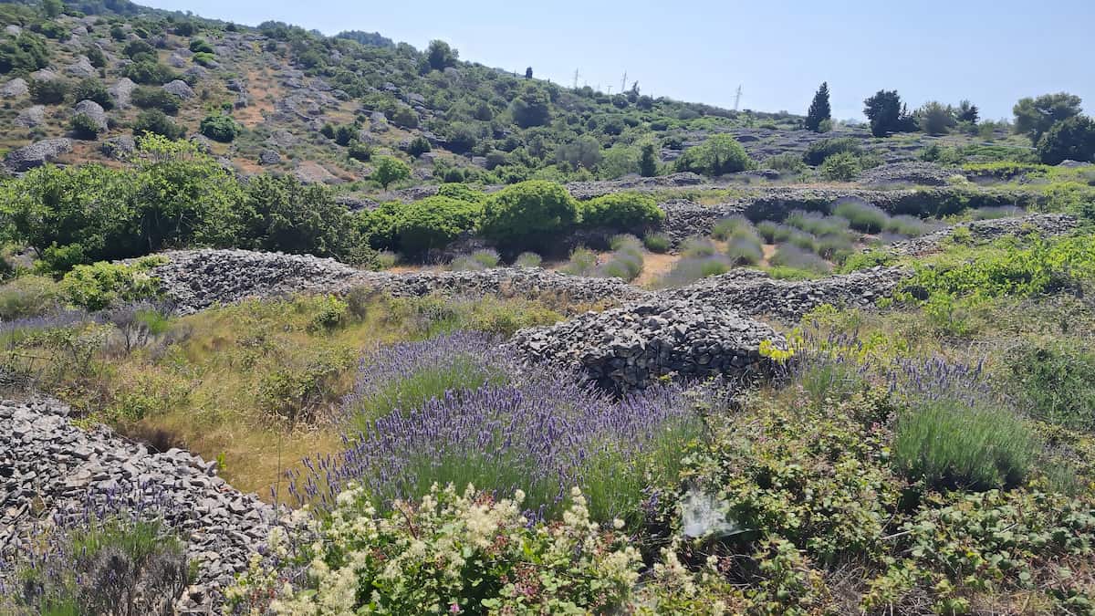 Hvar, Lavender Fields
