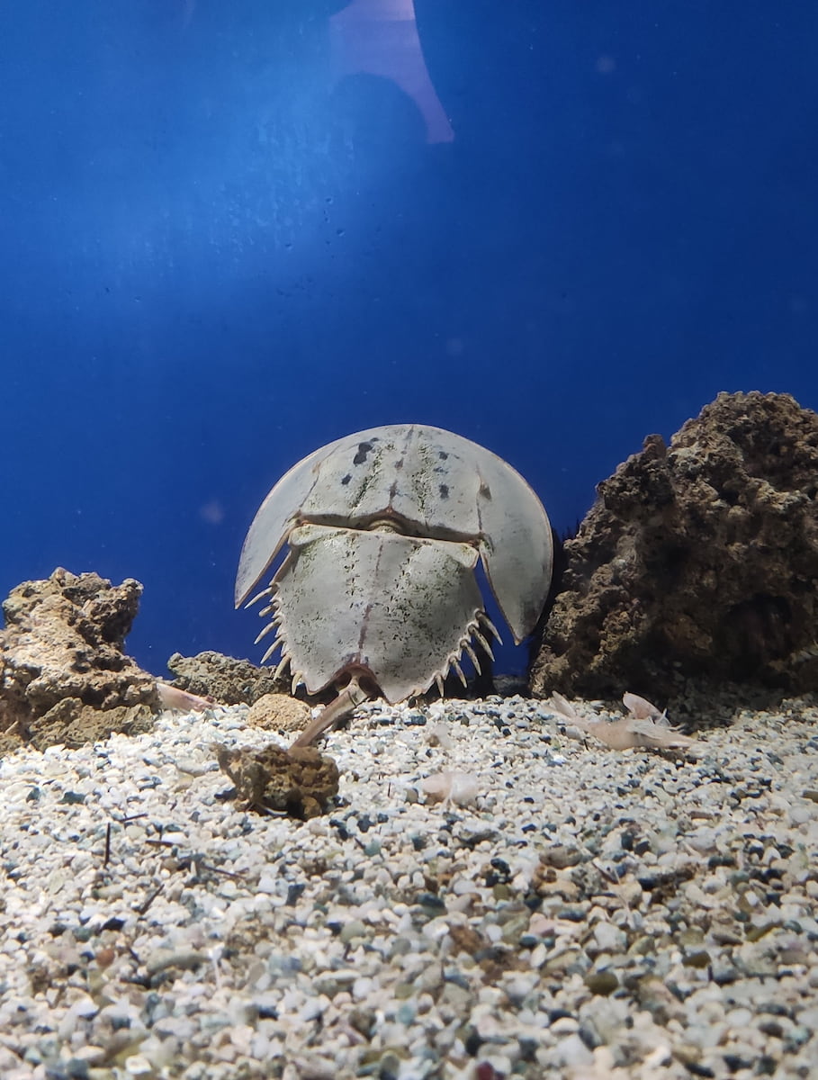 Livorno Aquarium Tuscany