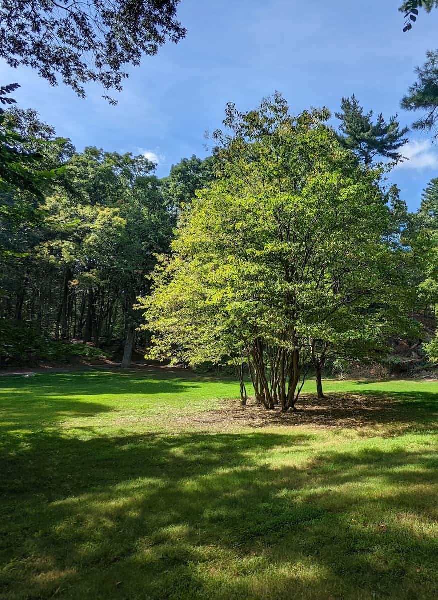 Montgomery Pinetum Greenwich