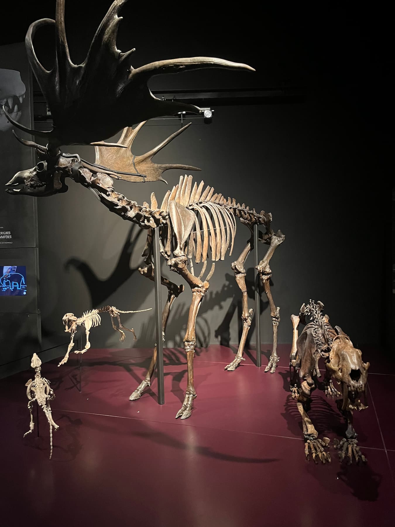 Musée Confluences, Lyon