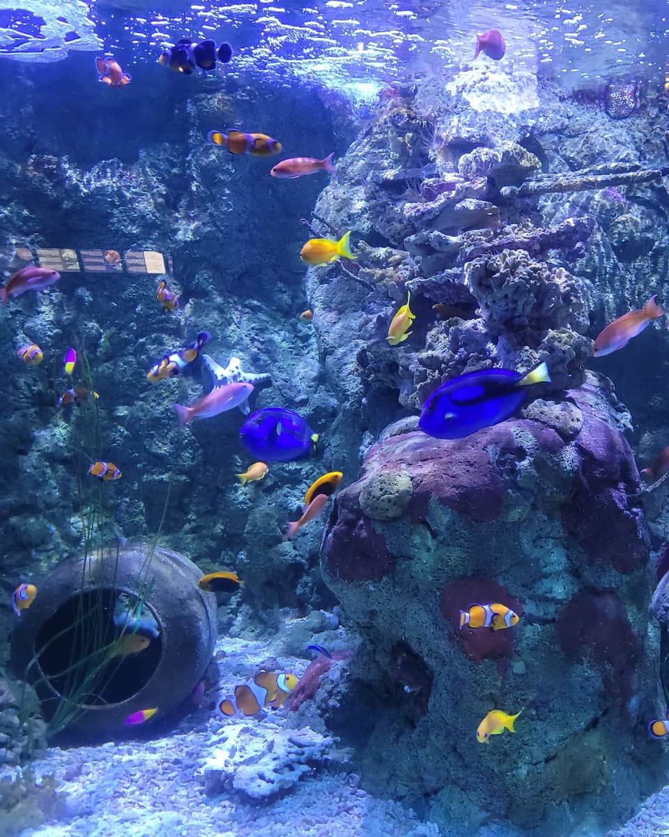 SEA LIFE Scheveningen, Hague