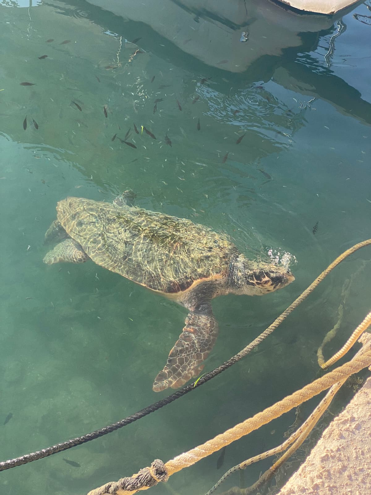 Turtle Spotting Tour