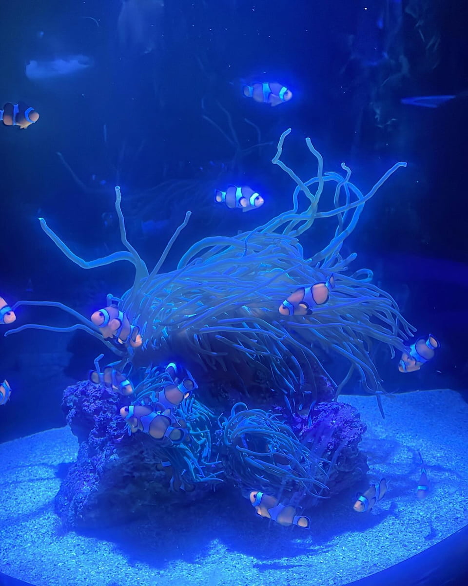 Aquarium of Western Australia, Petrh Aquarium of Western Australia, Petrh