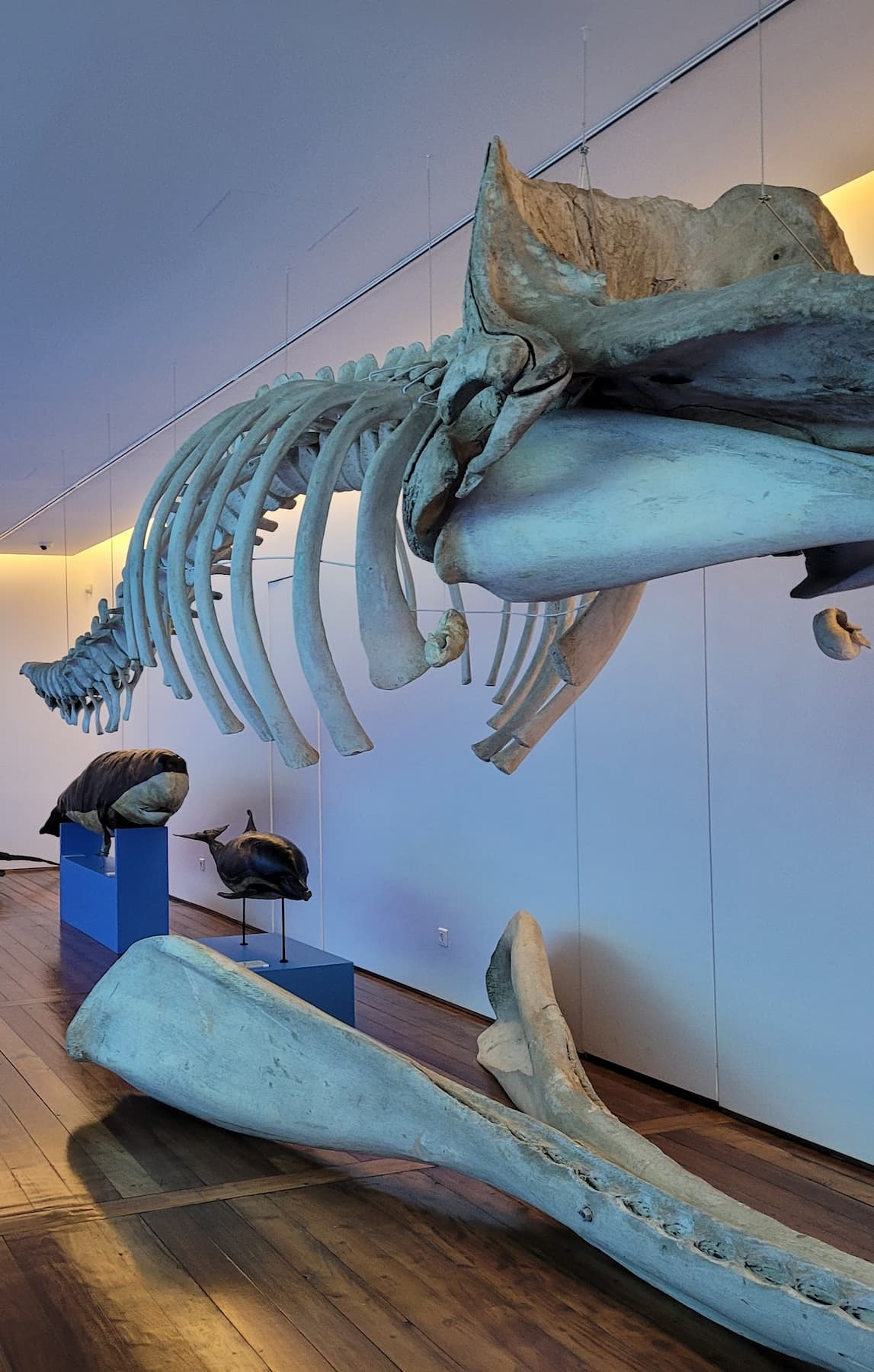 Carlos Machado Museum