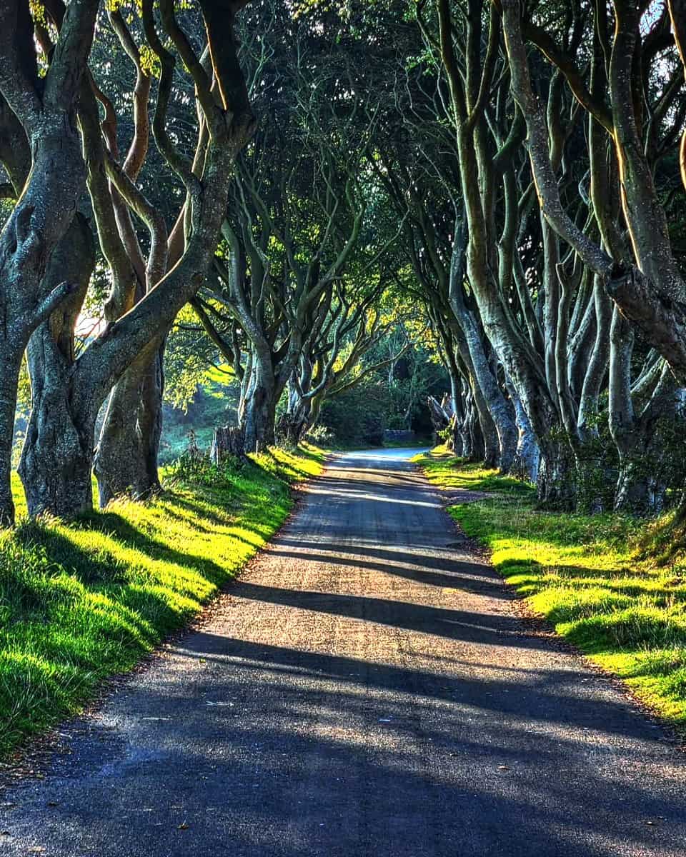 Dark Hedges