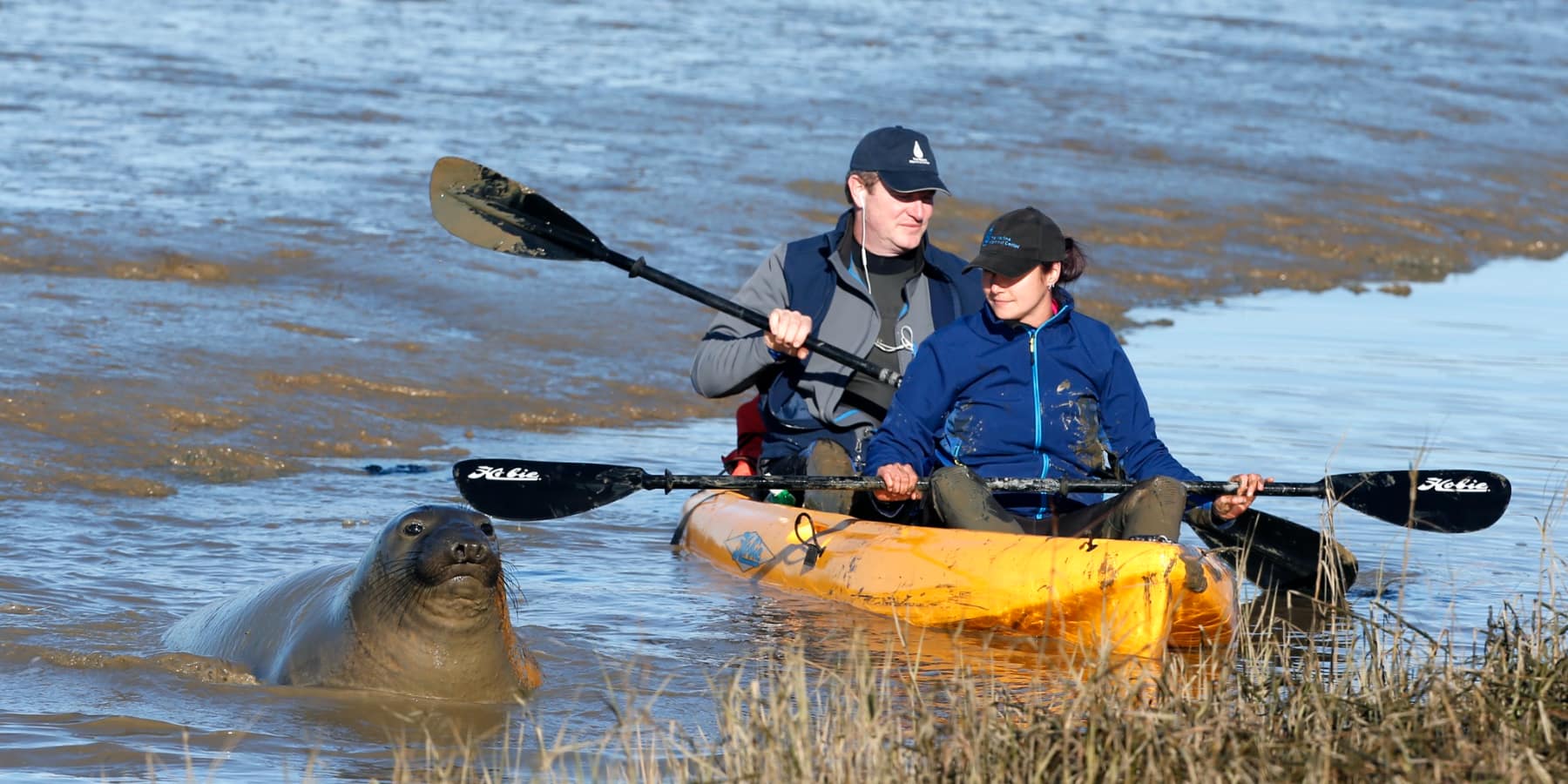 Dublin Bay Seal Kayaking