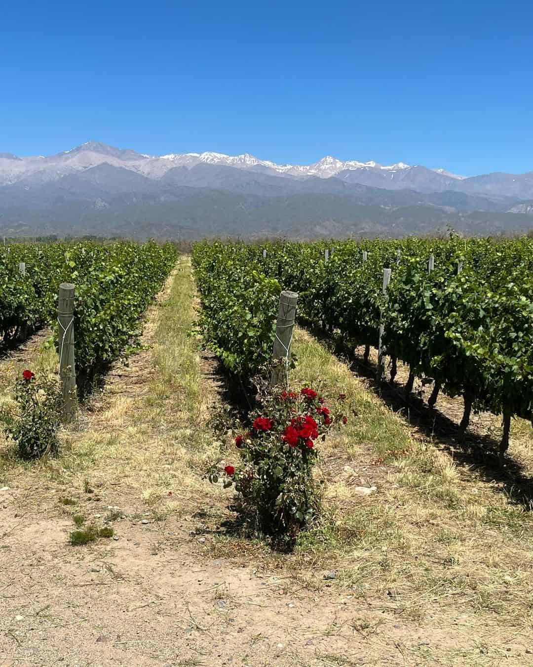 Mendoza Buenos Aires Mendoza Buenos Aires