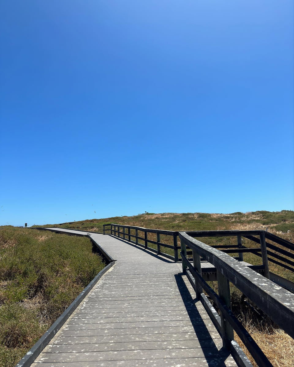 Penguin Island, Petrh Penguin Island, Petrh