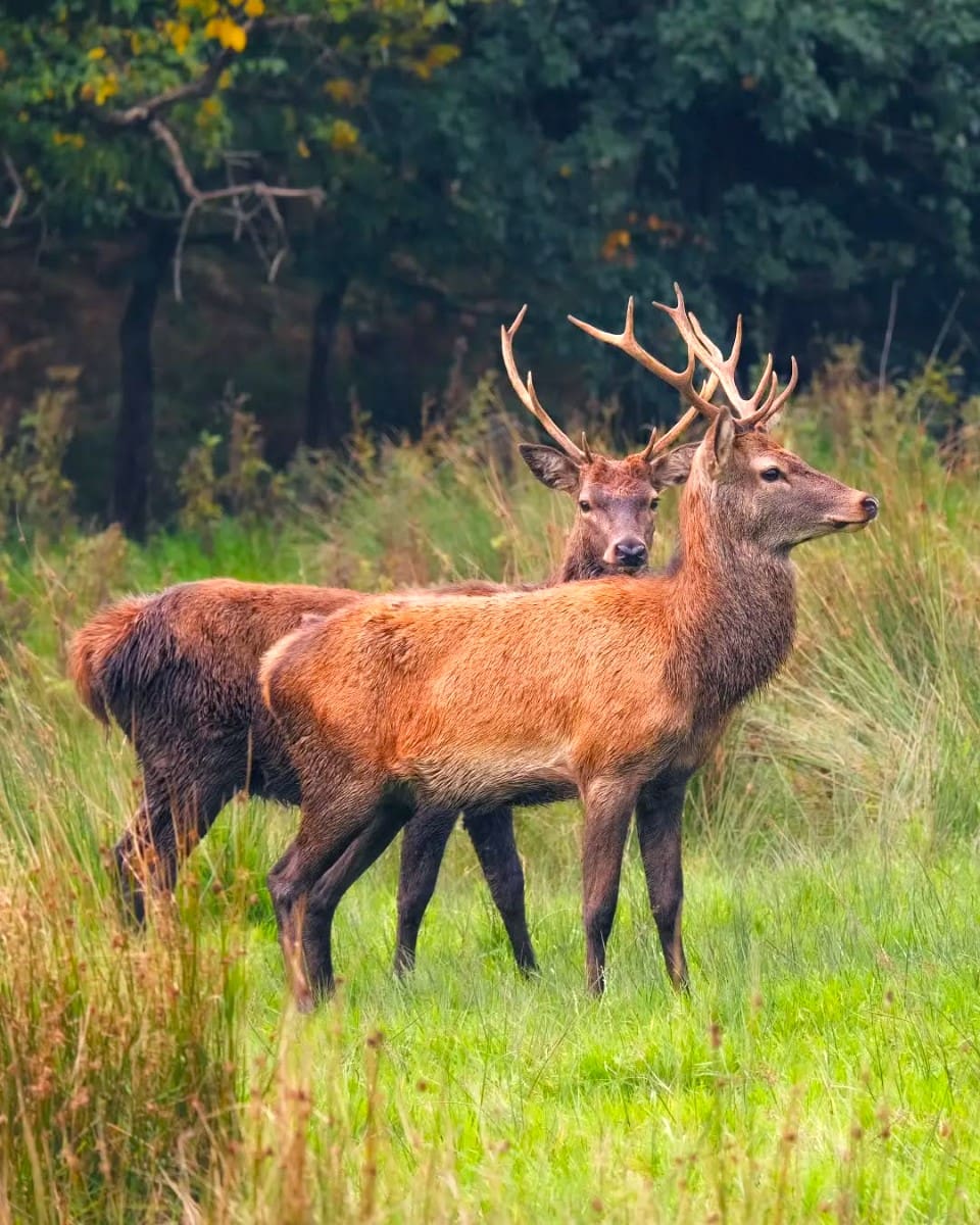 Ring of Kerry, Dublin