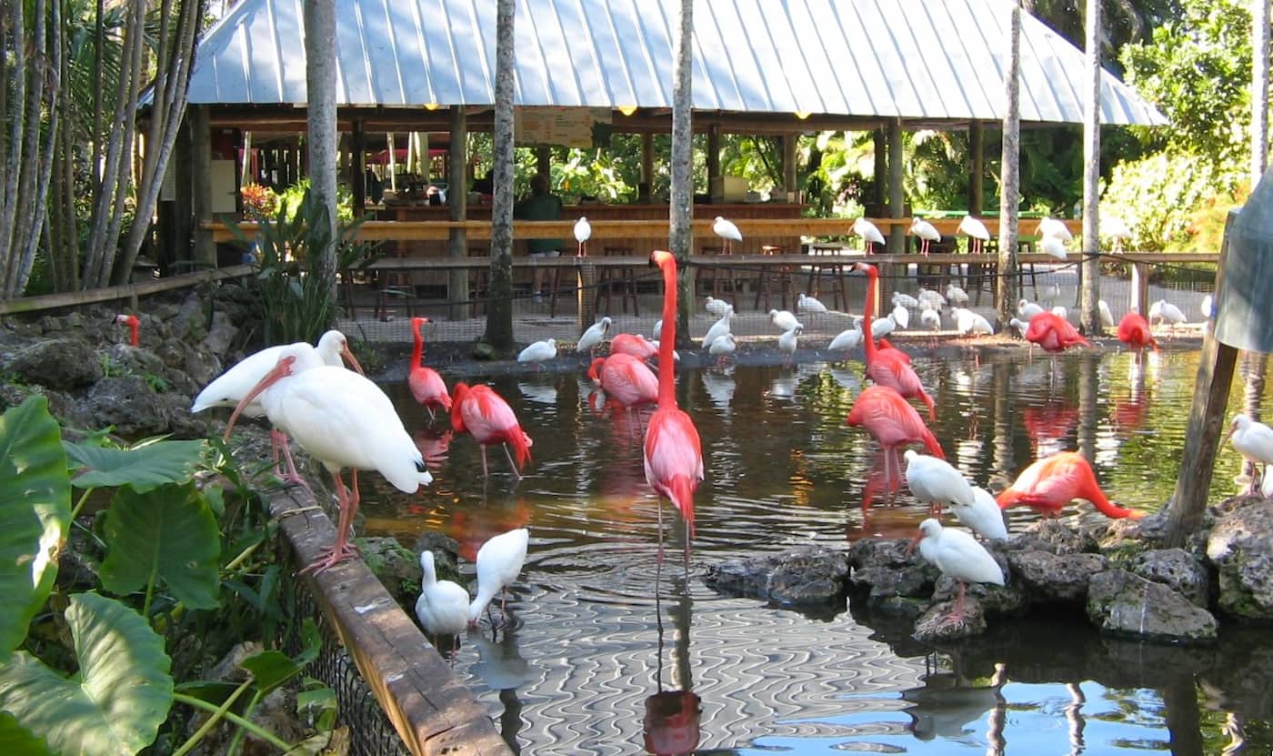Flamingo Gardens, Fort Laiderdale Flamingo Gardens, Fort Laiderdale