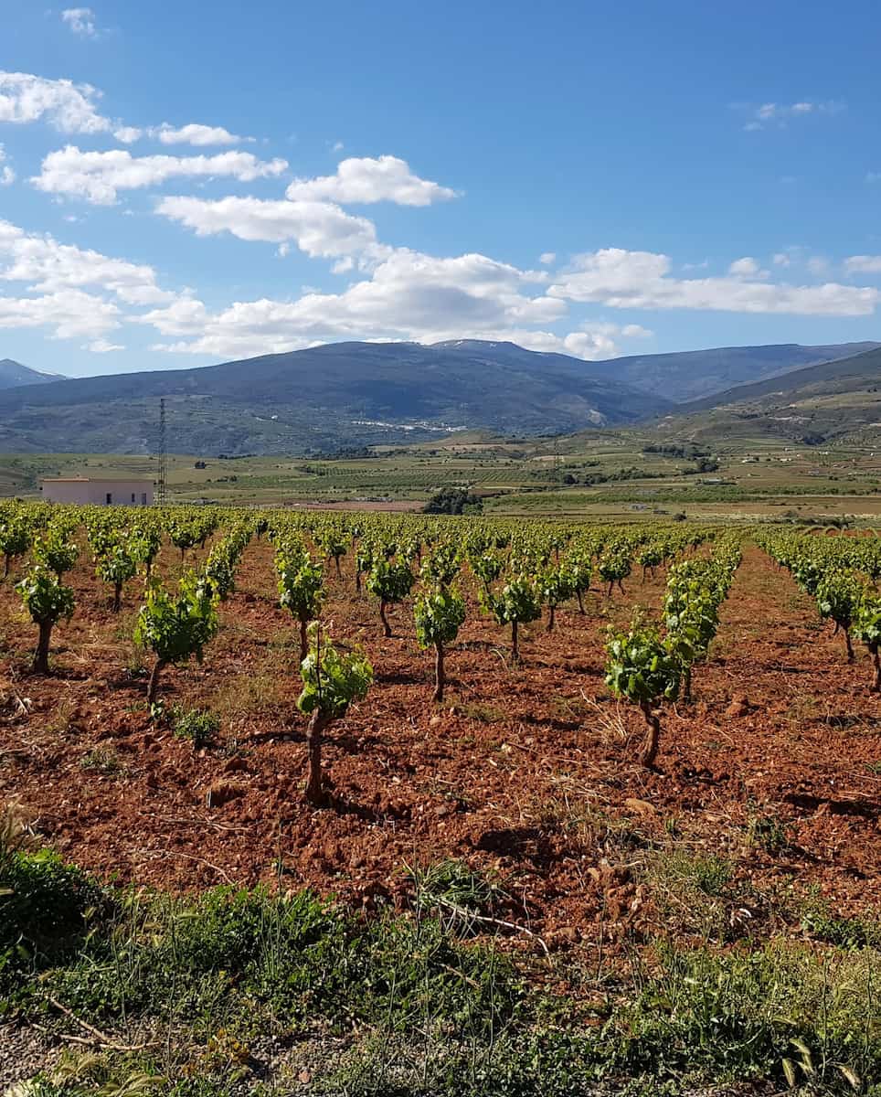 Andalusian Wine Route Ronda