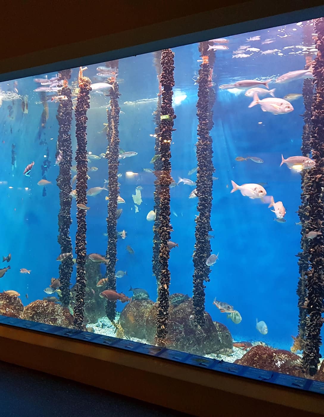 Aquarium Finisterrae, La Coruna