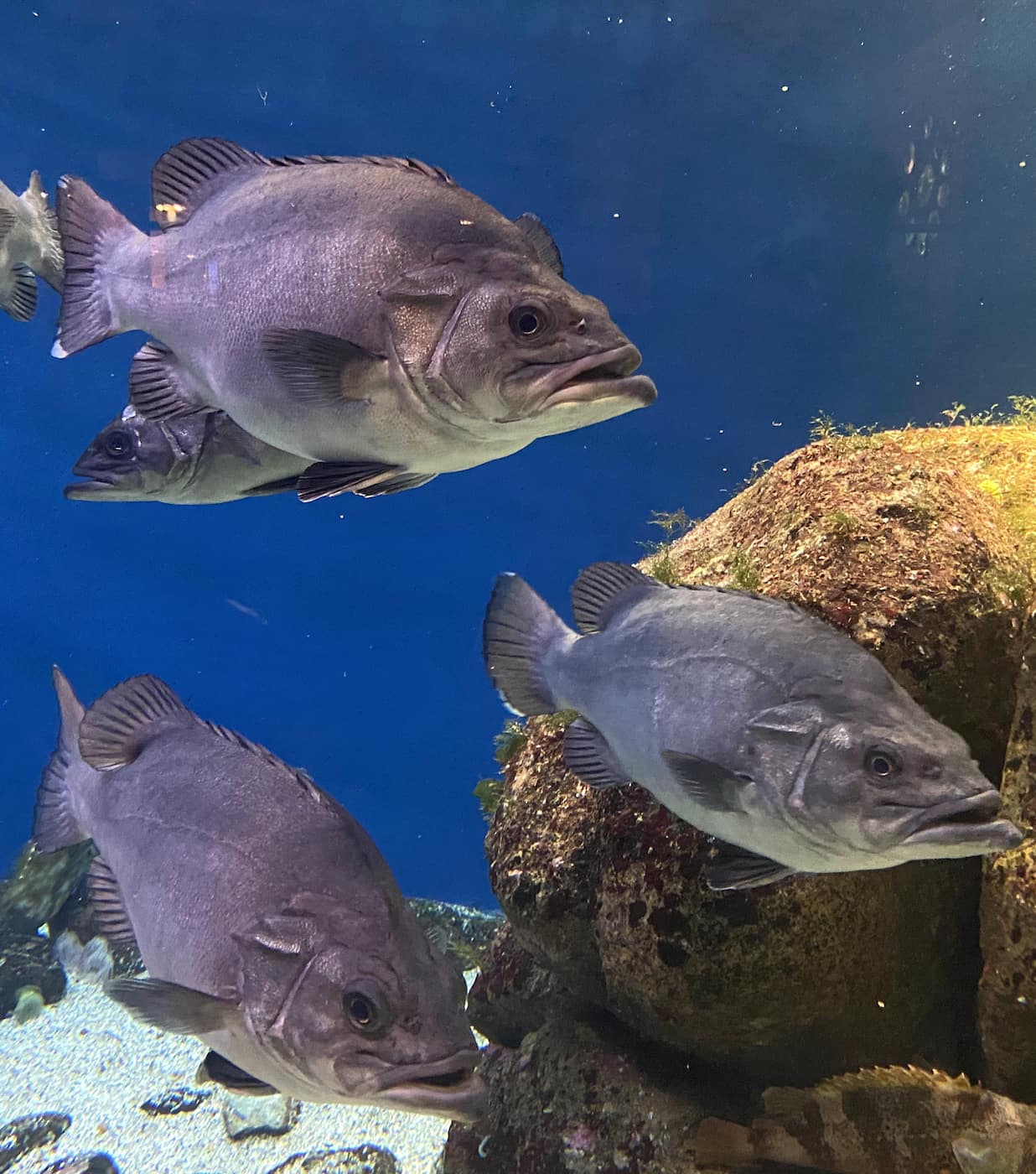 Aquarium Finisterrae, La Coruna