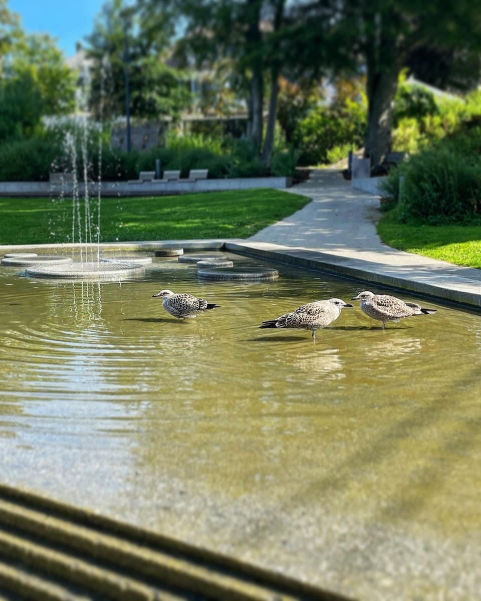 Biblioteksparken, Haugesund