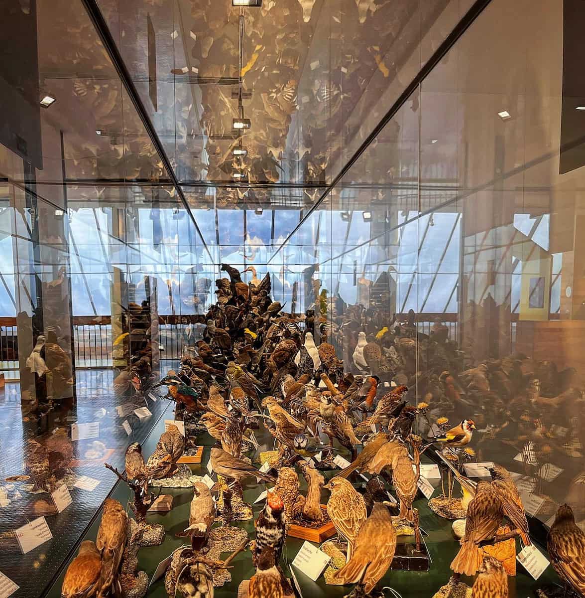 Bündner Naturmuseum