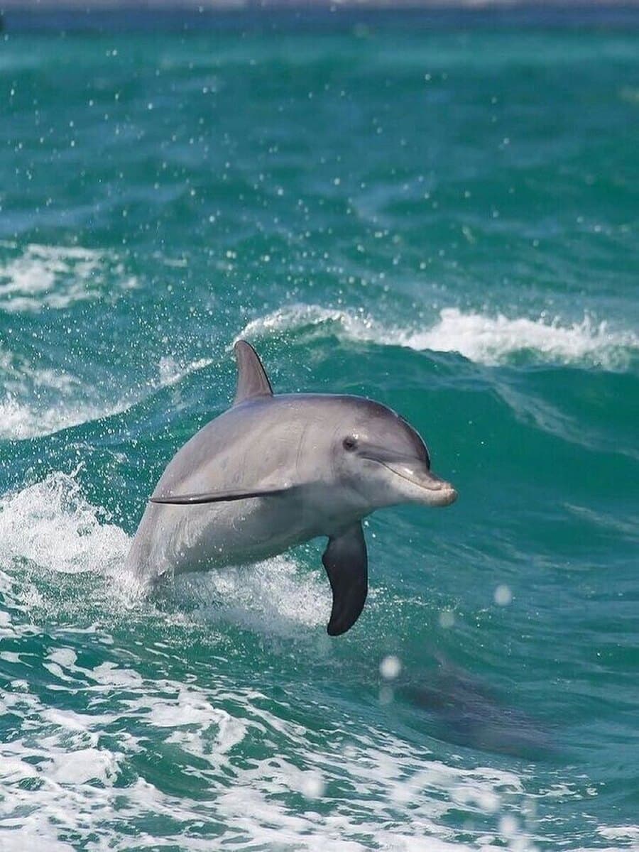 Dolphin watching Alvor