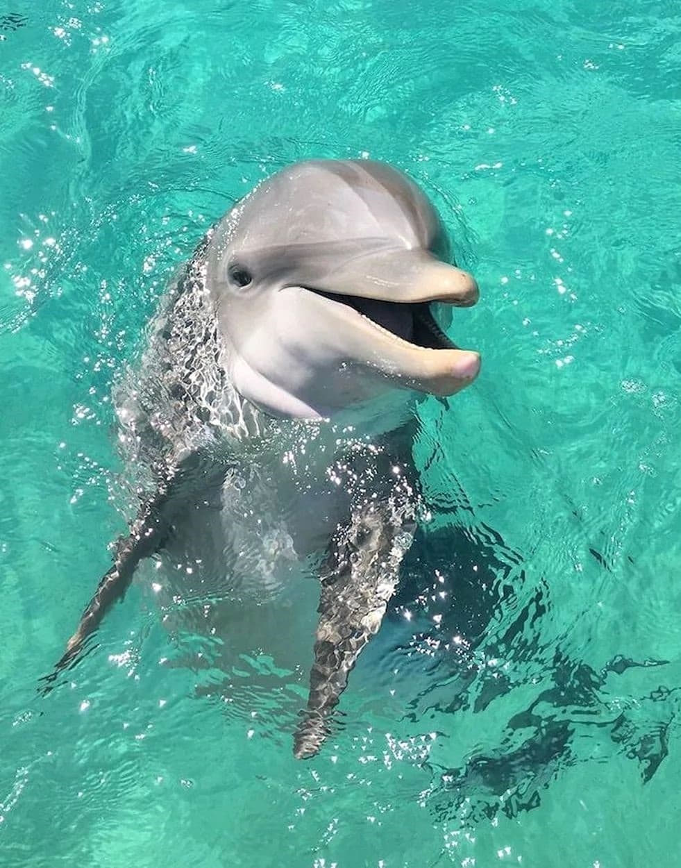 Dolphin watching Alvor