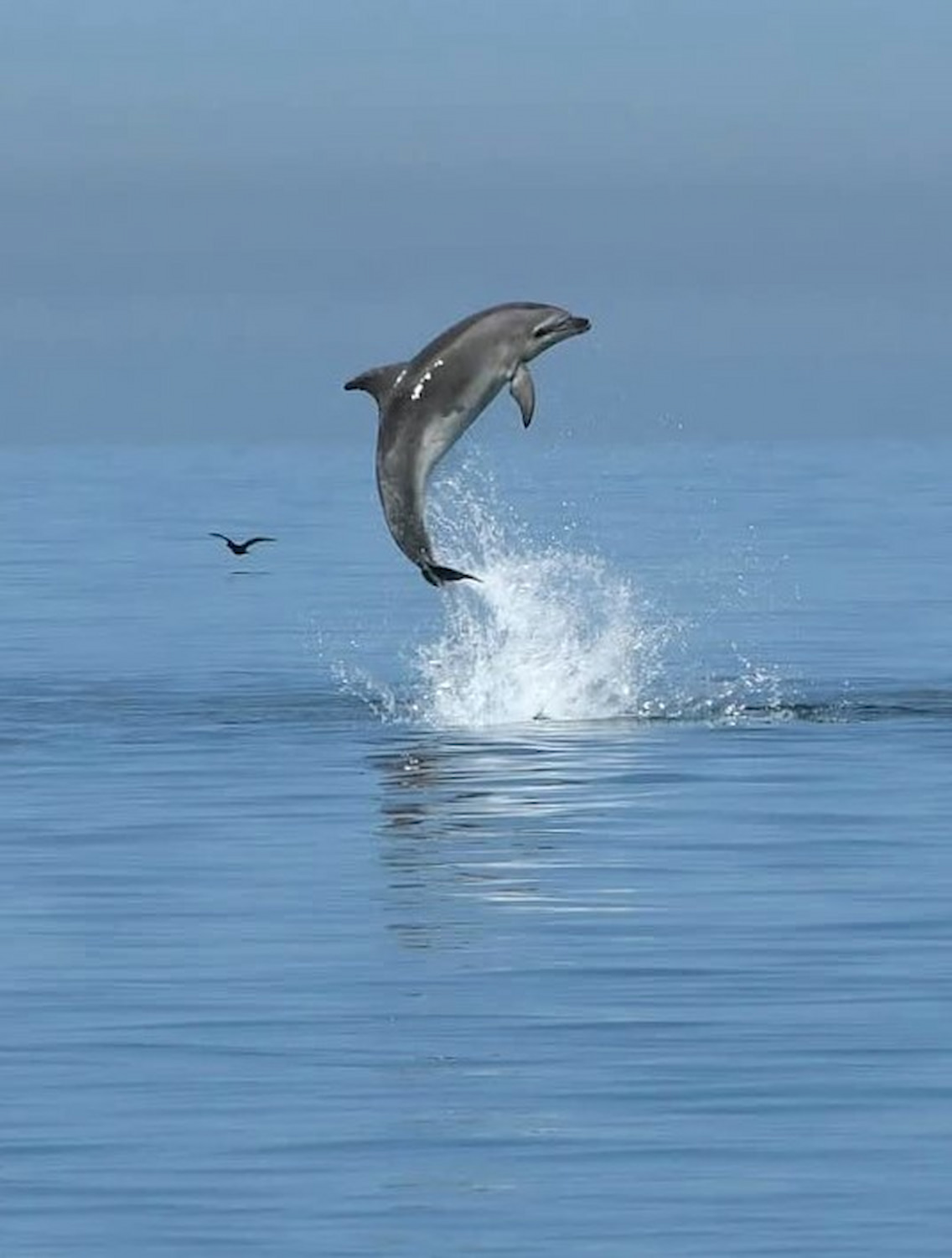 Dolphin watching Alvor