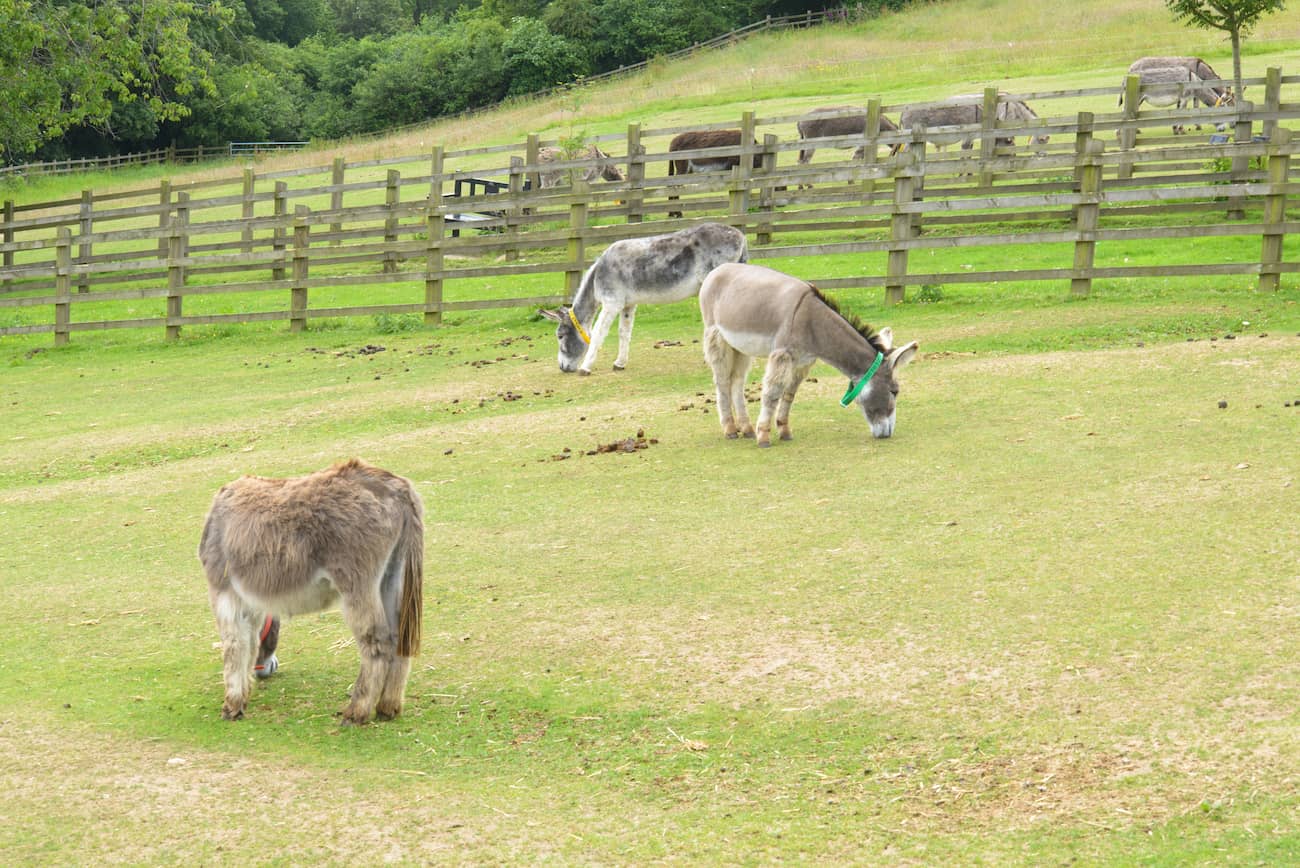 Donkey Farm Martinici Podgorica