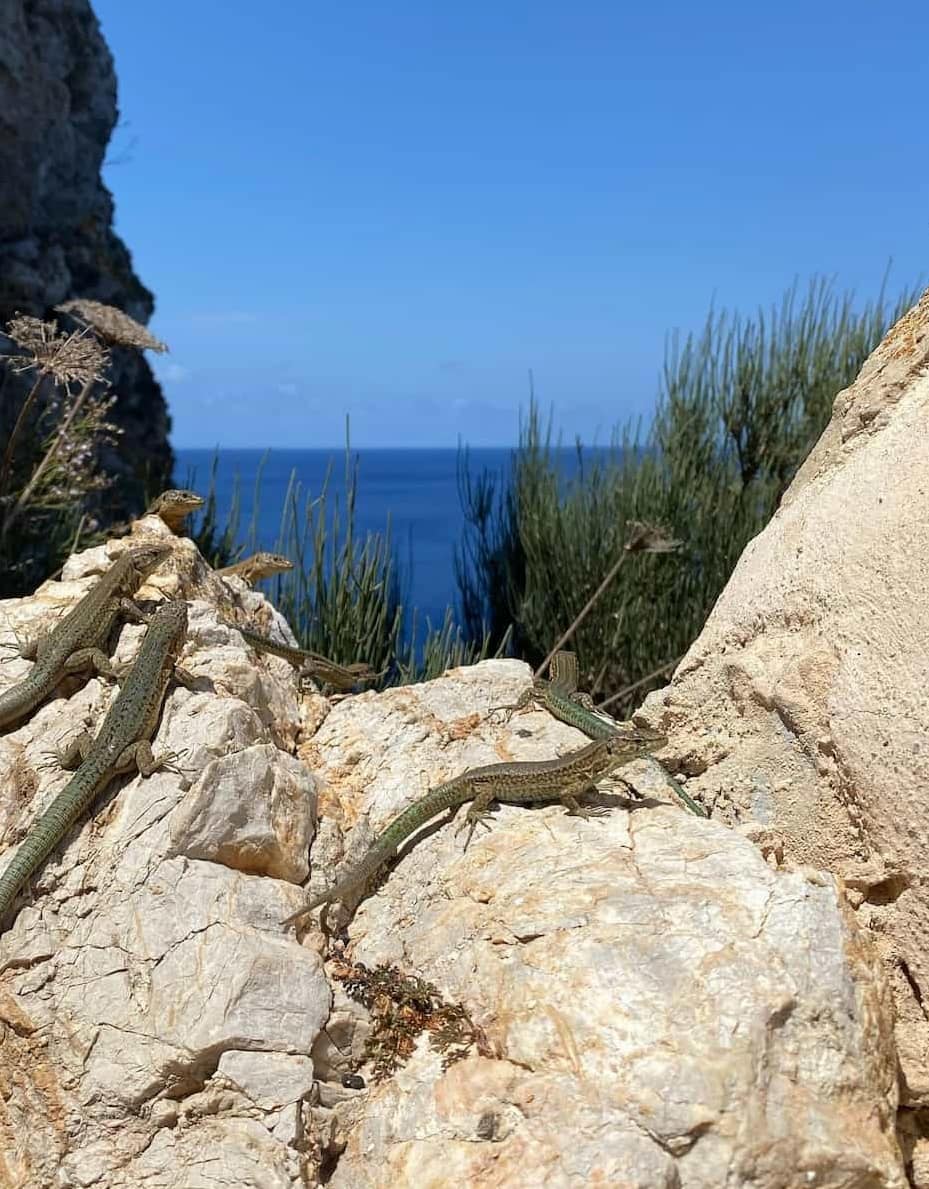 Dragonera Island Nature Reserve