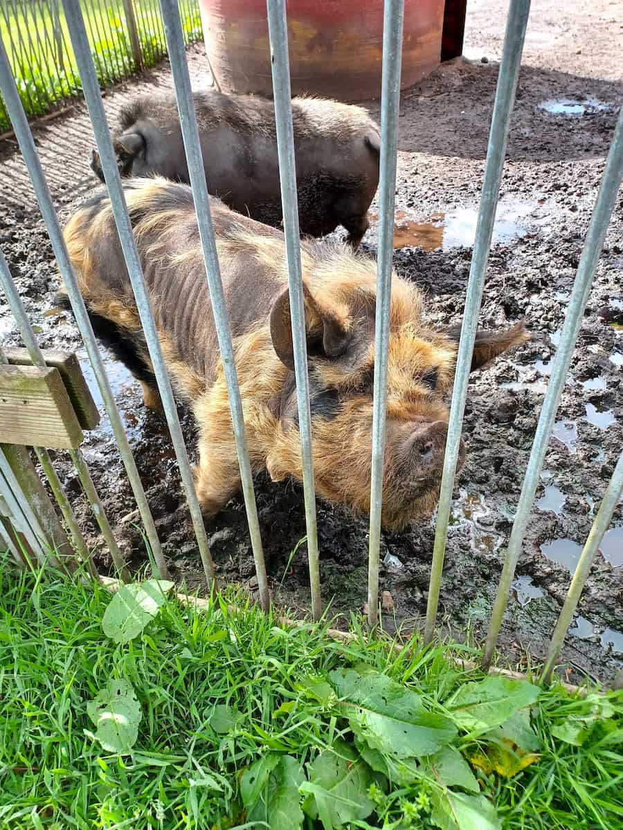 Dyrenes Verden Filskov Mini Zoo Billund