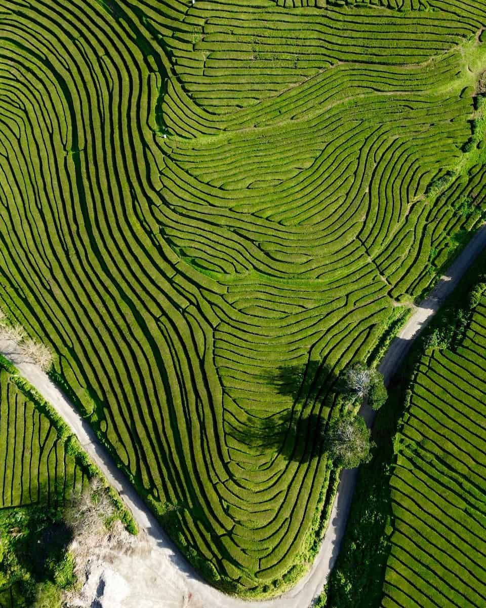 Gorreana, Sao Miguel, Azores