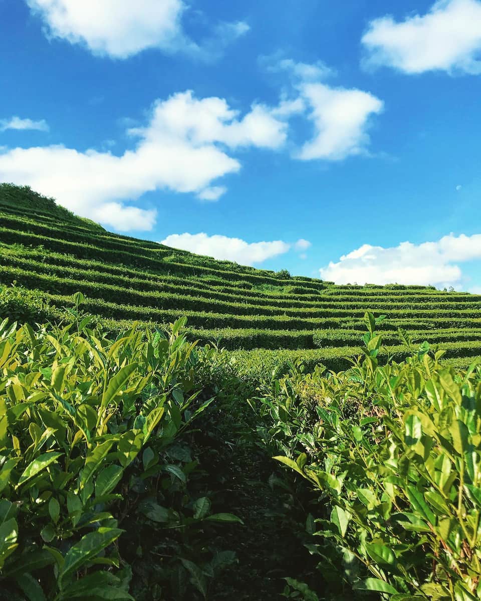 Gorreana, Sao Miguel, Azores