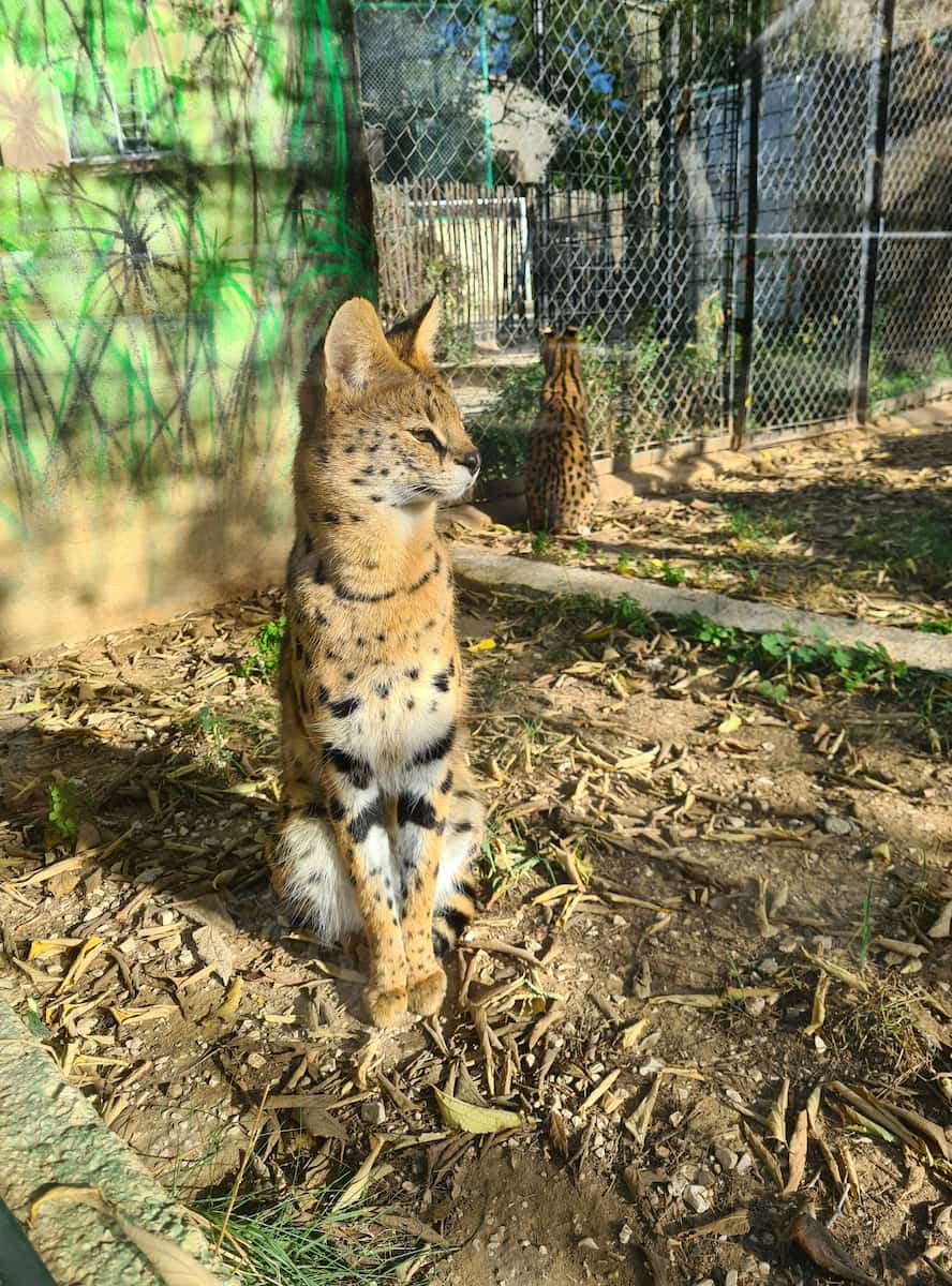 Mont Faron Zoo Toulon