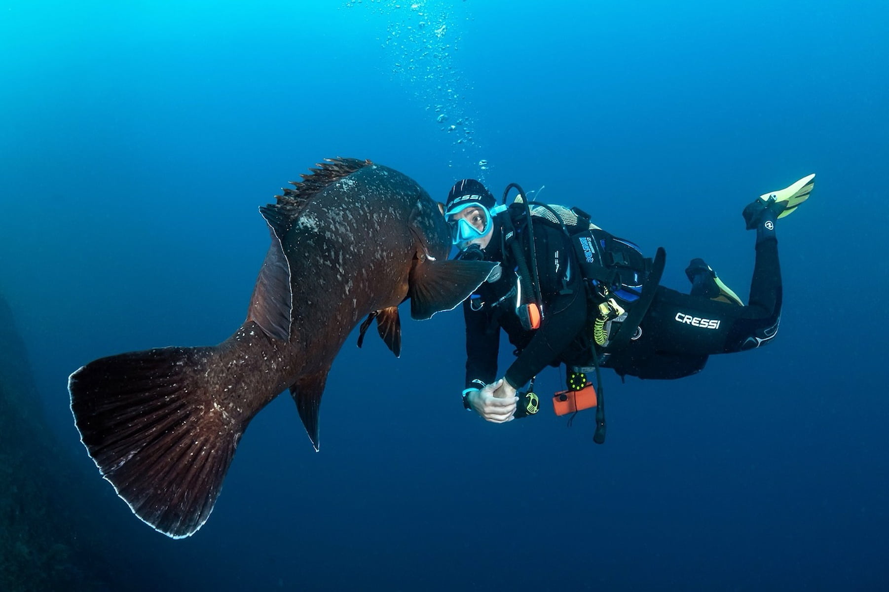 Underwater World of the Illes Medes