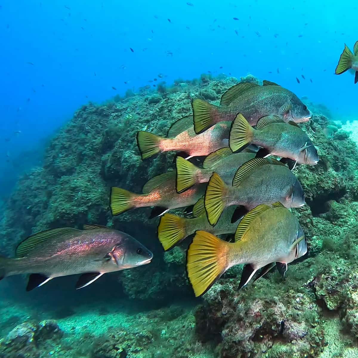 Underwater World of the Illes Medes