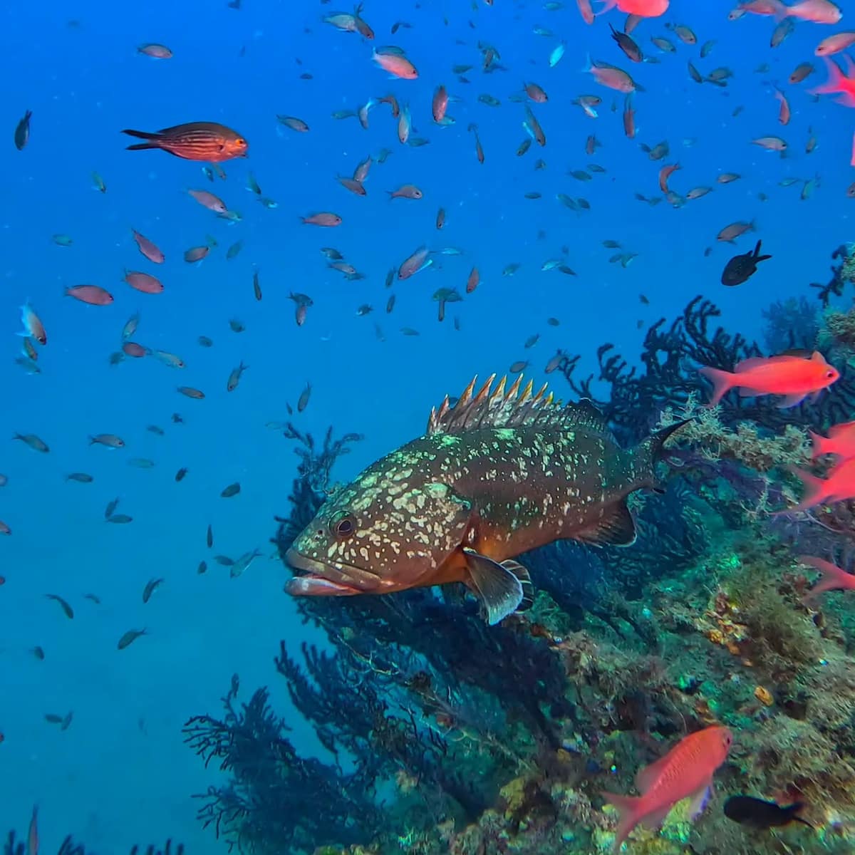 Underwater World of the Illes Medes