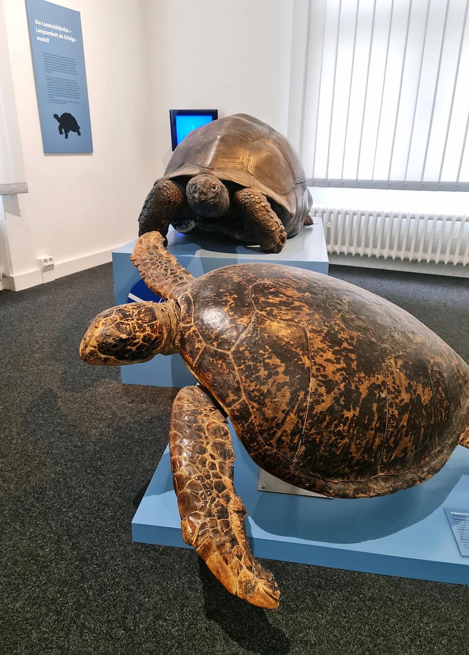 Zoological Museum, Kiel