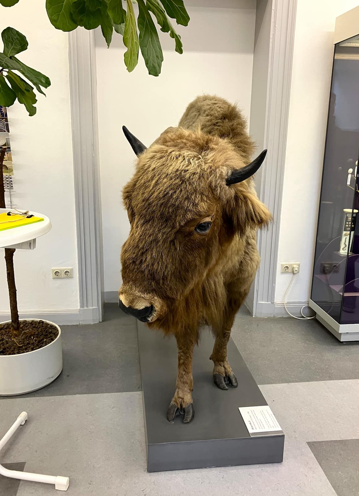 Zoological Museum, Kiel