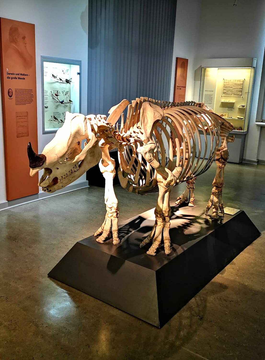 Zoological Museum, Kiel