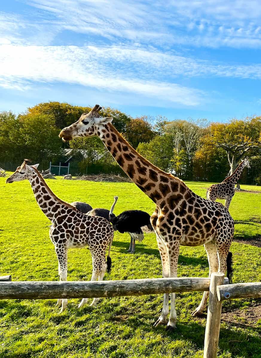 Aalborg Zoo, Denmark
