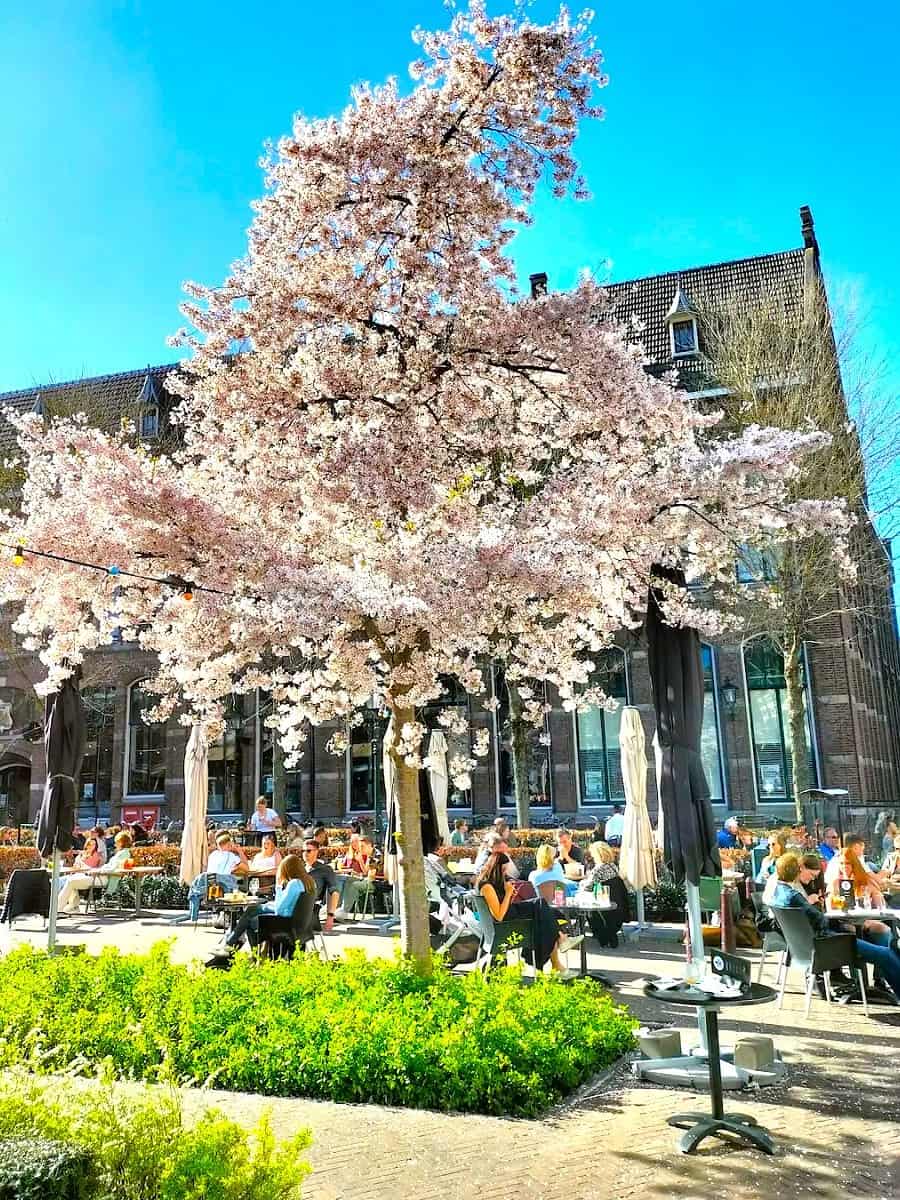 Bloesemroute, Zwolle