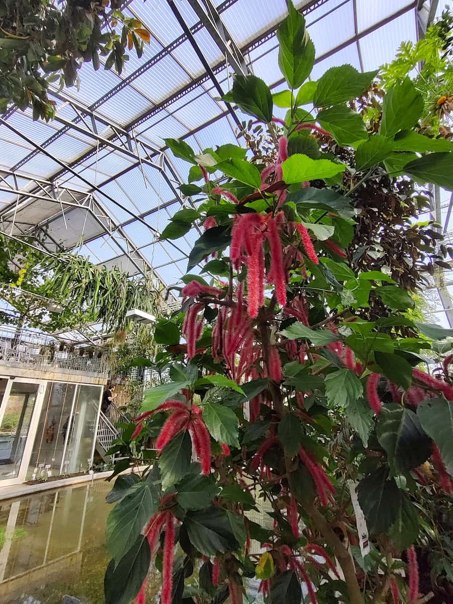 Botanical Garden St. Gallen