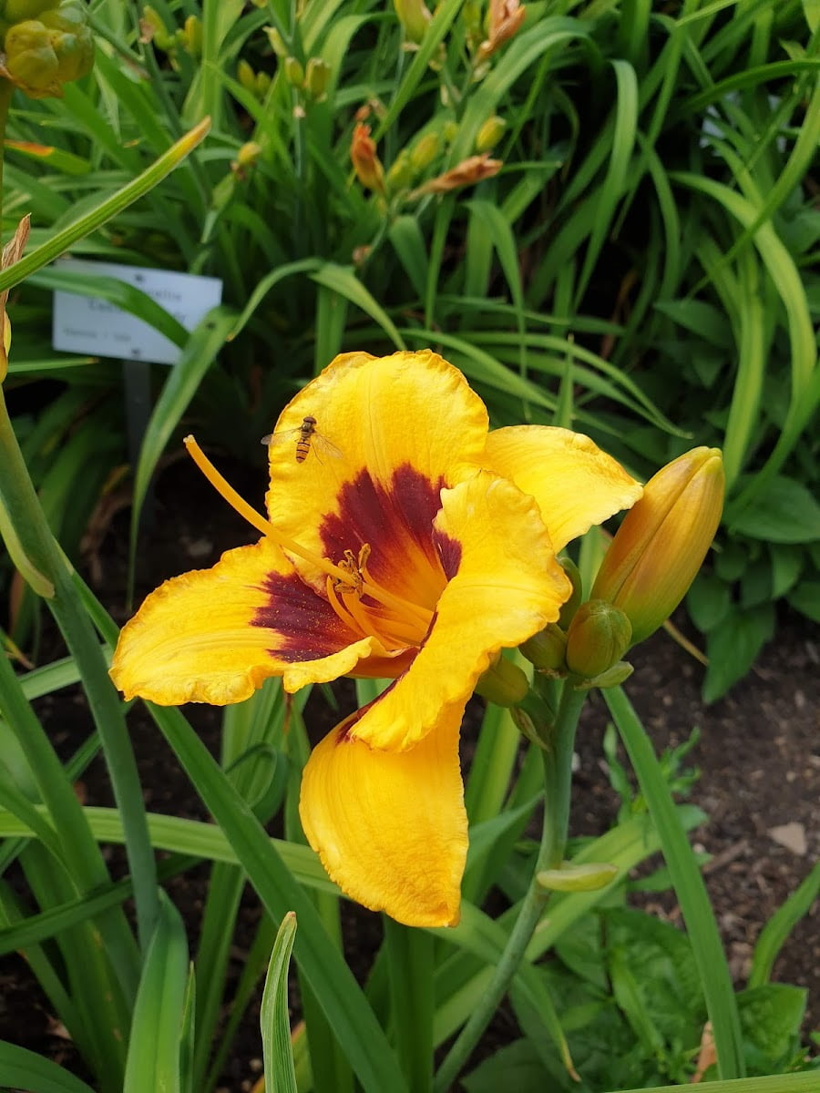 Botanical Garden, Ulm