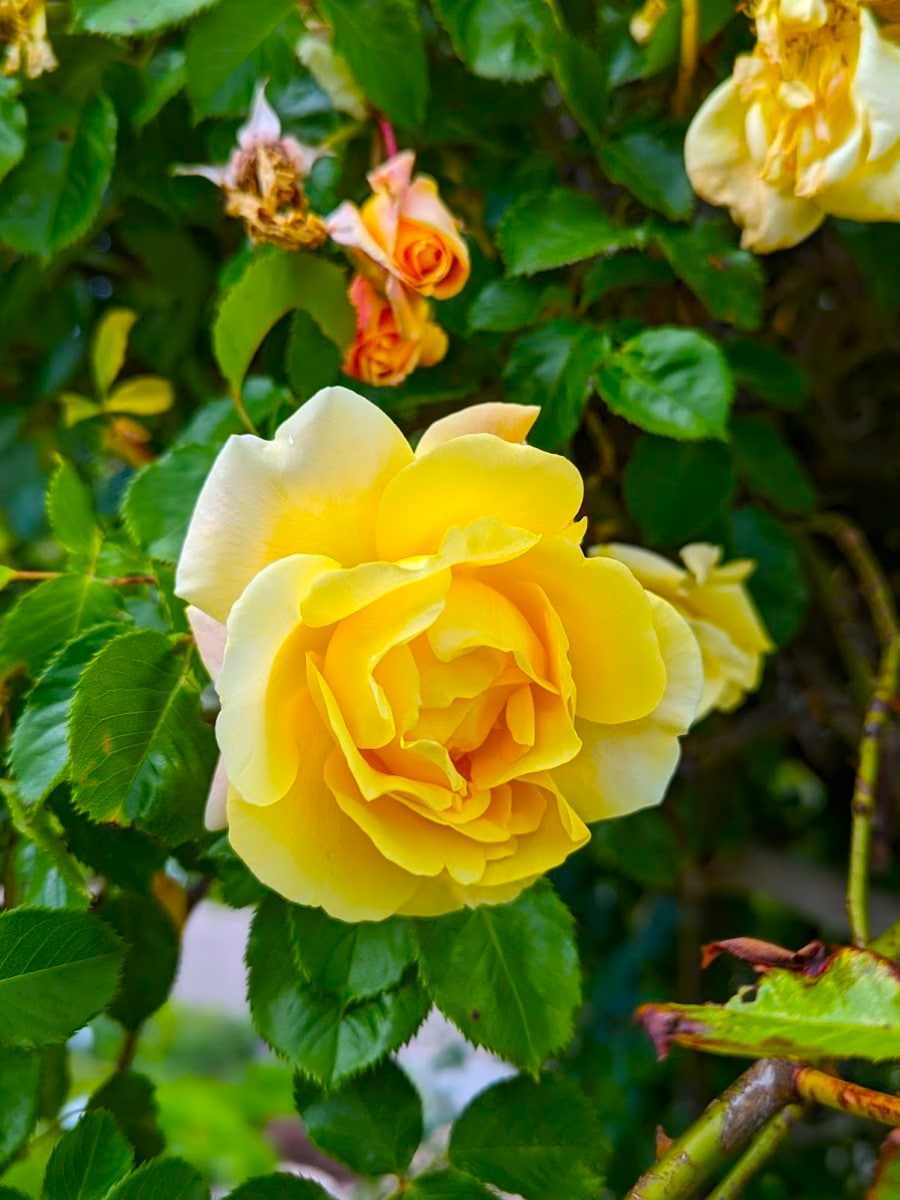 Botanical Garden, Ulm