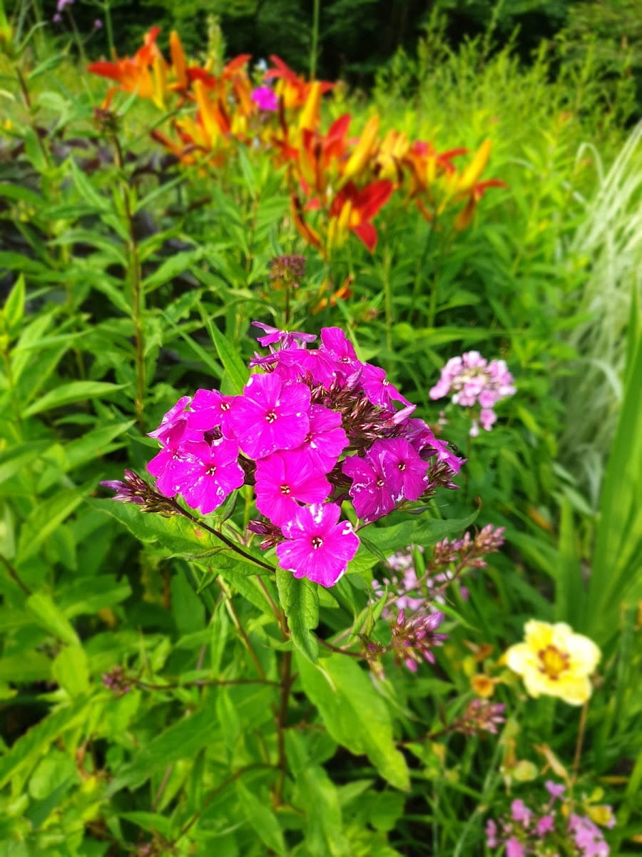 Botanical Garden of Ulm University, Ulm