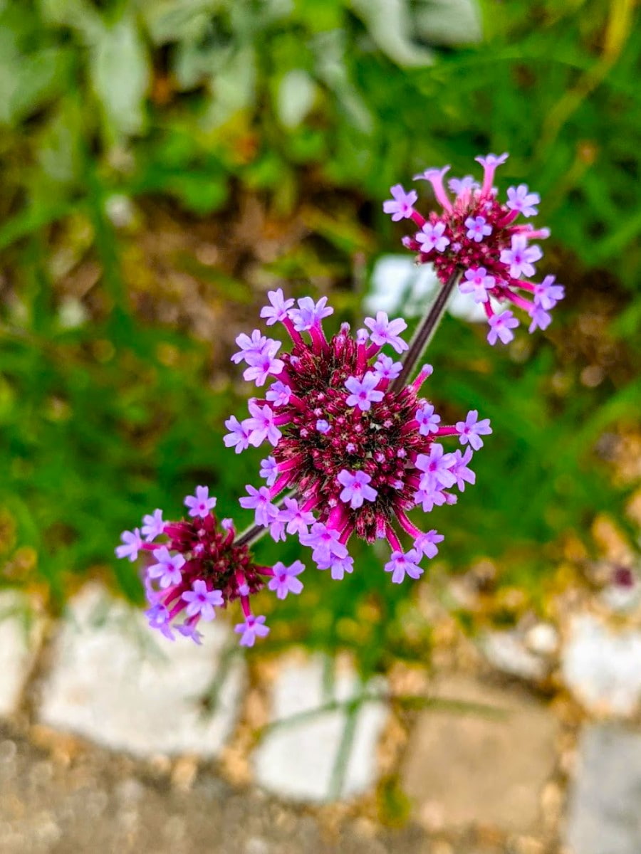 Botanical Garden of Ulm University, Ulm